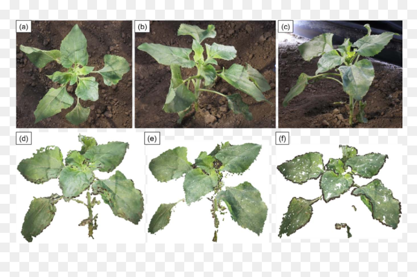 Plant Pathology, HD Png Download - vine texture png