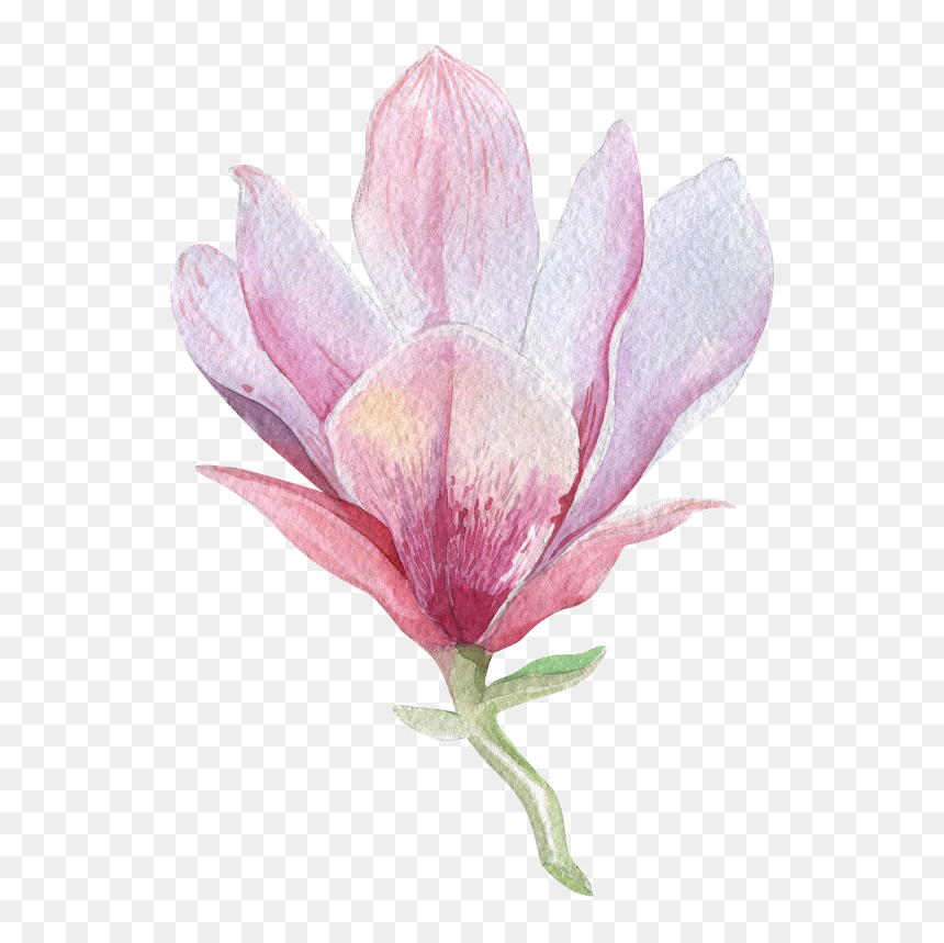 Transparent Magnolia Flower Png - Magnolia Flower Antique Illustration, Png Download - magnolia png