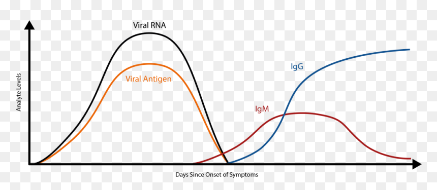 Igg Vs Igm Covid, HD Png Download - antibody png