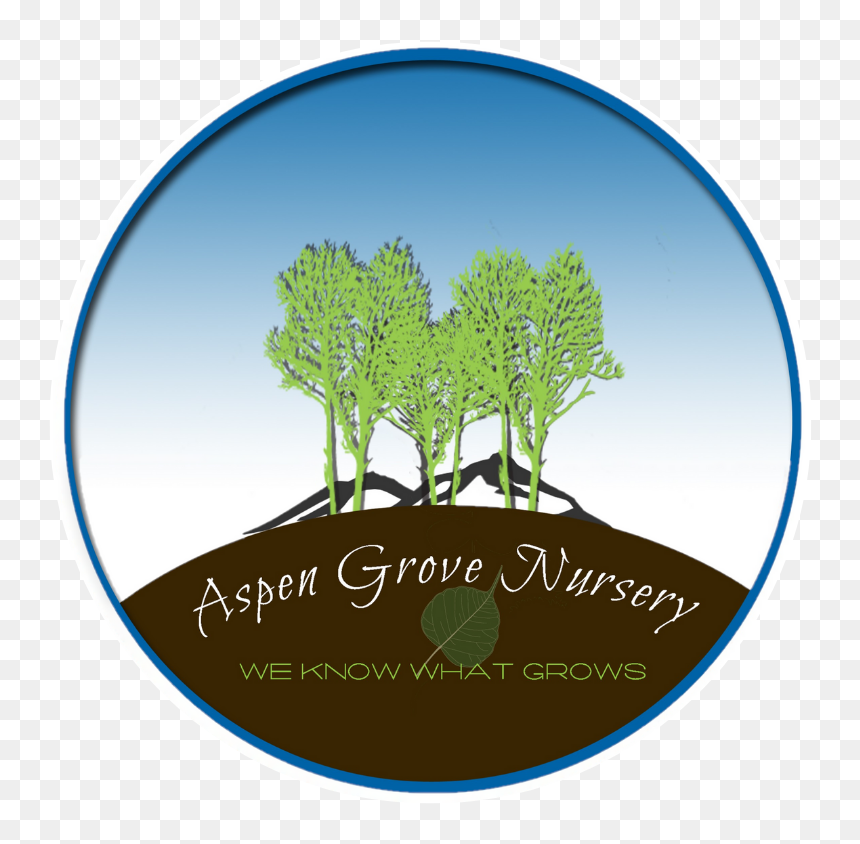Aspen Grove Nursery - Circle, HD Png Download - aspen tree png