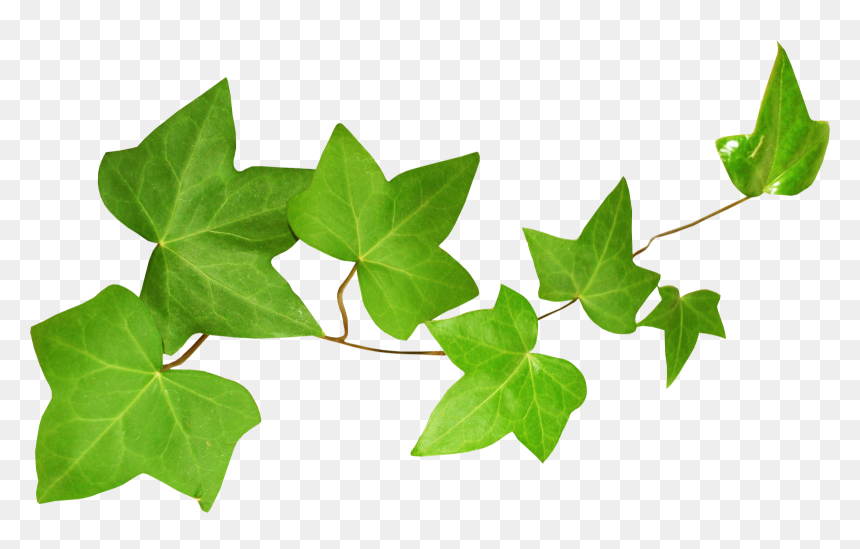 Ivy Leaf In Spanish, HD Png Download - ivy texture png