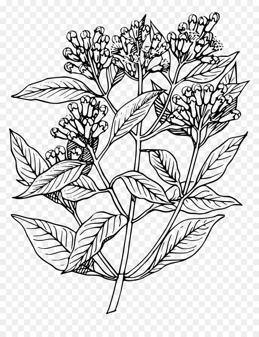 Clove Plant Drawing, HD Png Download - black flowers png