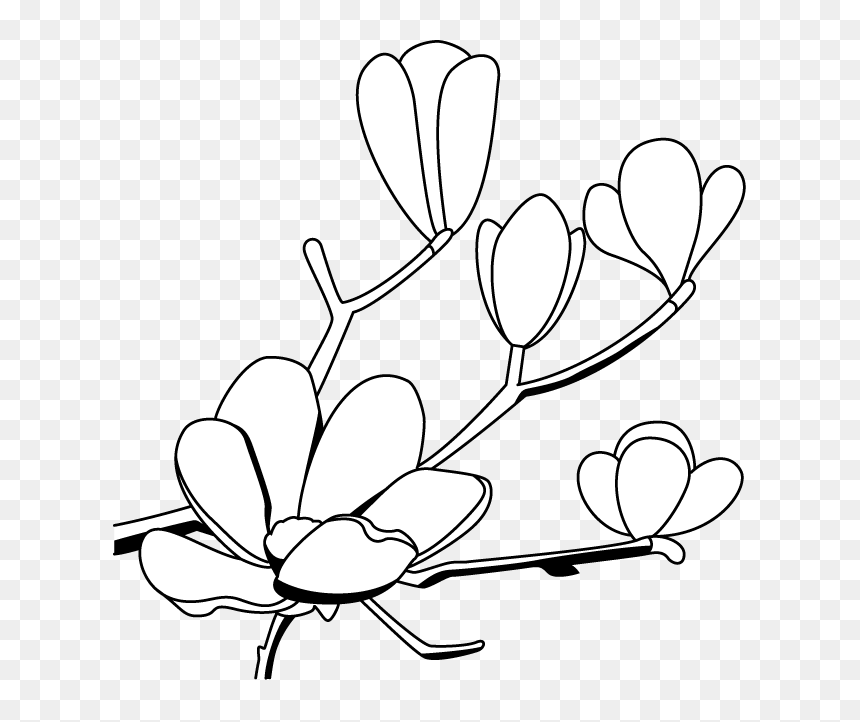 Magnolia Flower Clip Art - - Art Clipart Magnolia Flower, HD Png Download - magnolia png