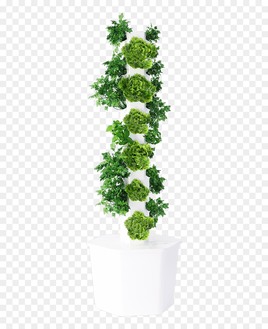 Maidenhair Tree, HD Png Download - ivy texture png