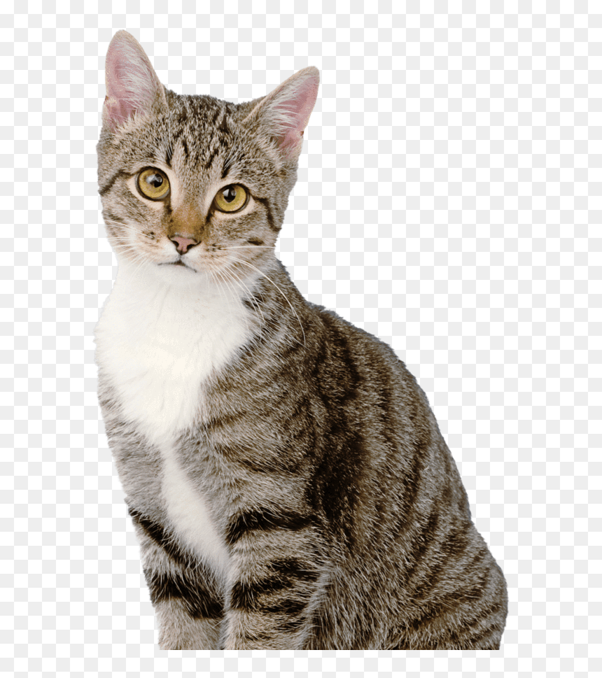 Kuweta Narożna Dla Kota, HD Png Download - fat cat png