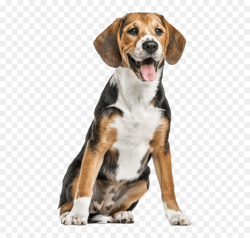 Beagle - Grass Pee Pad, HD Png Download - beagle png