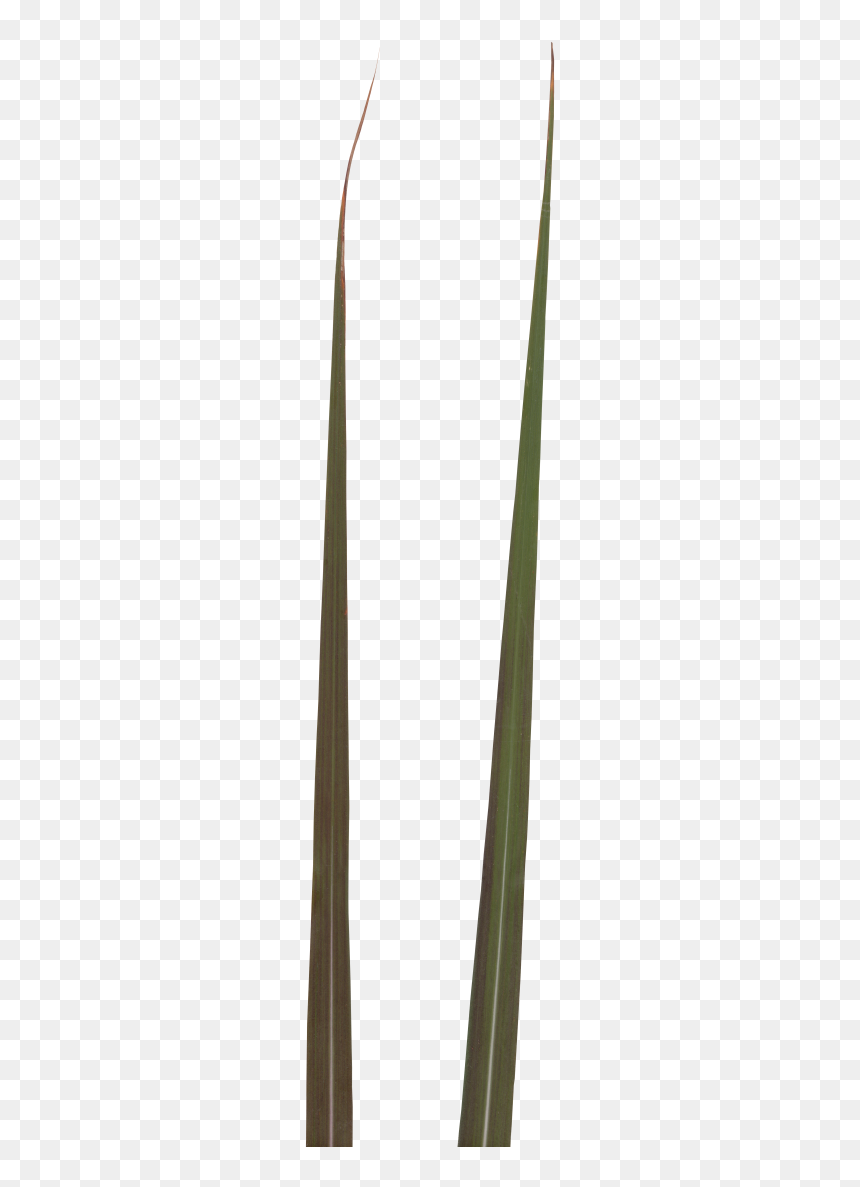 Grass, HD Png Download - ivy texture png