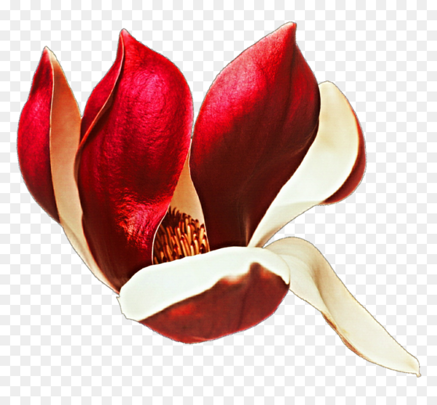 Tulipa Humilis , Png Download - Red Magnolia Png, Transparent Png - magnolia png