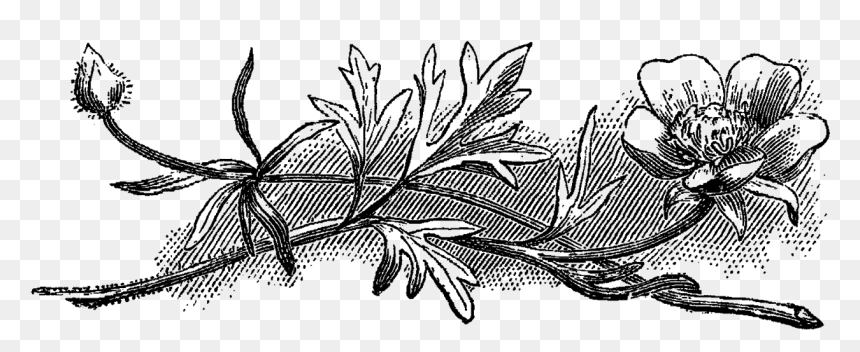 Line Art, HD Png Download - black flowers png