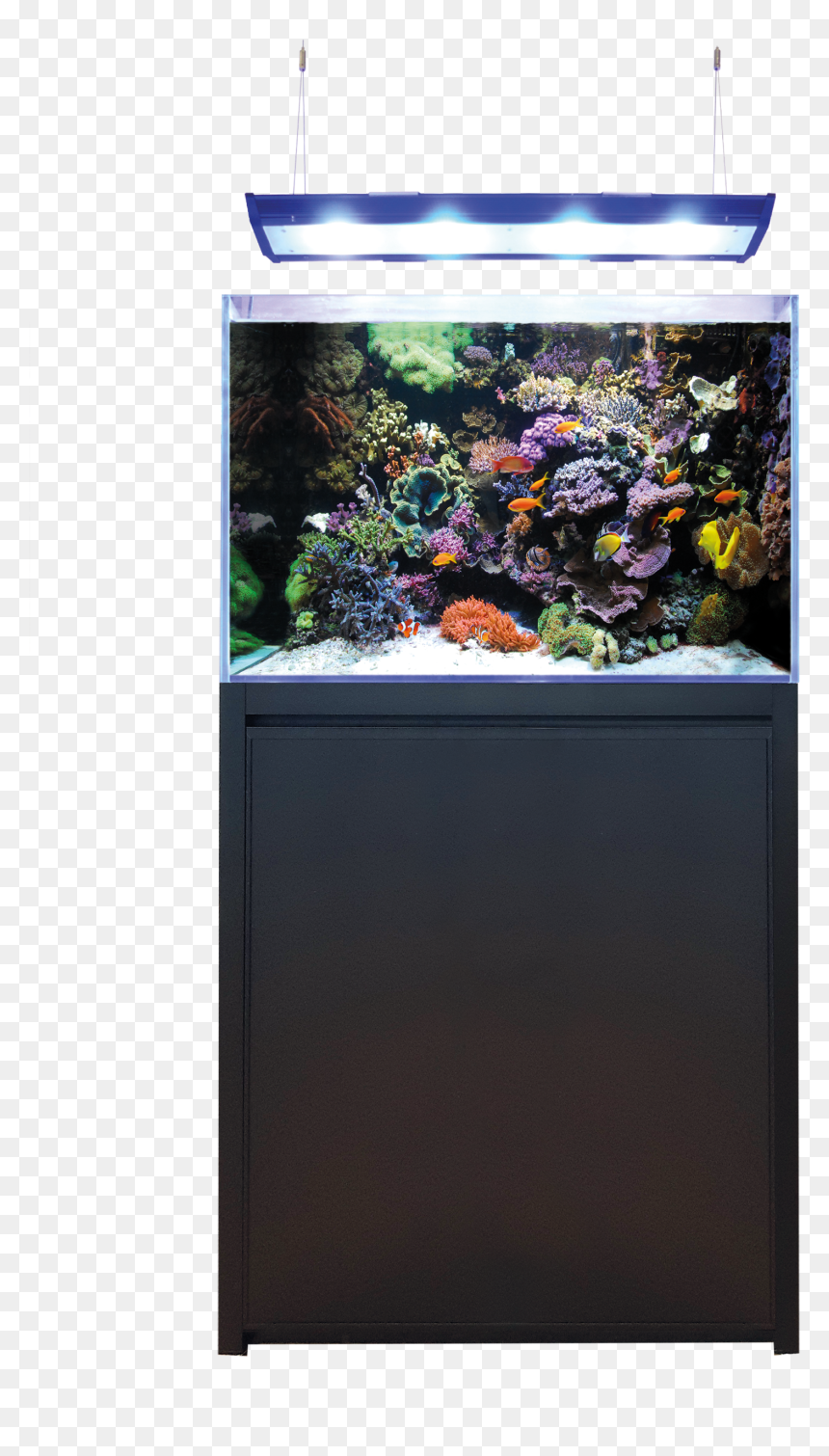 Blue Marine Reef 200, HD Png Download - reef png