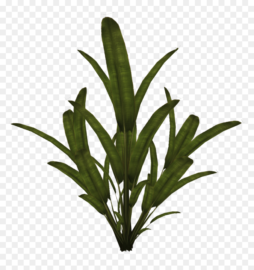 Transparent Palm Tree Png - Plants 2d Png, Png Download - palmtree png