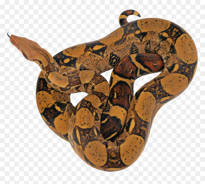 Dark Brown Anaconda Images Ready To Pounce - Boa Png, Transparent Png - anaconda png