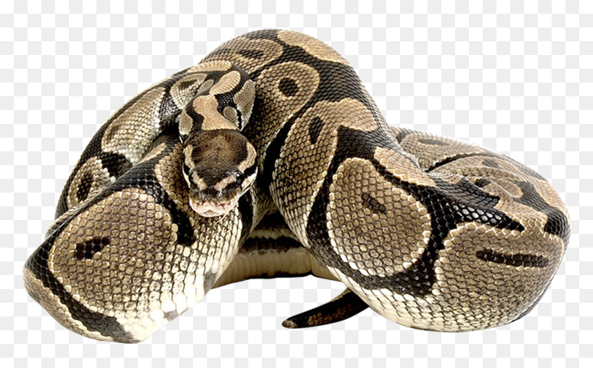 Snake, HD Png Download - anaconda png