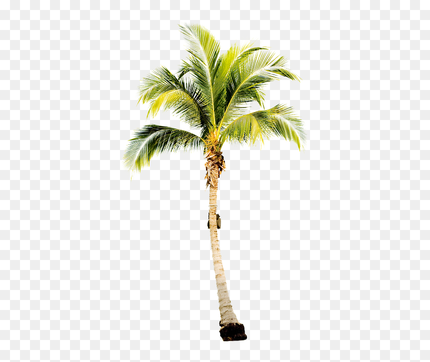 Thumb Image - Transparent Palm Tree, HD Png Download - palmtree png