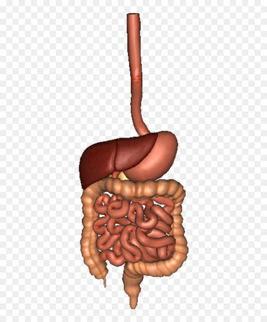 Digestive System Organs Png, Transparent Png - digestive system png