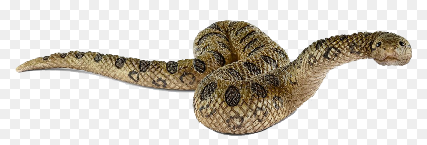 Anaconda Png Background Images - Green Anaconda Schleich, Transparent Png - anaconda png