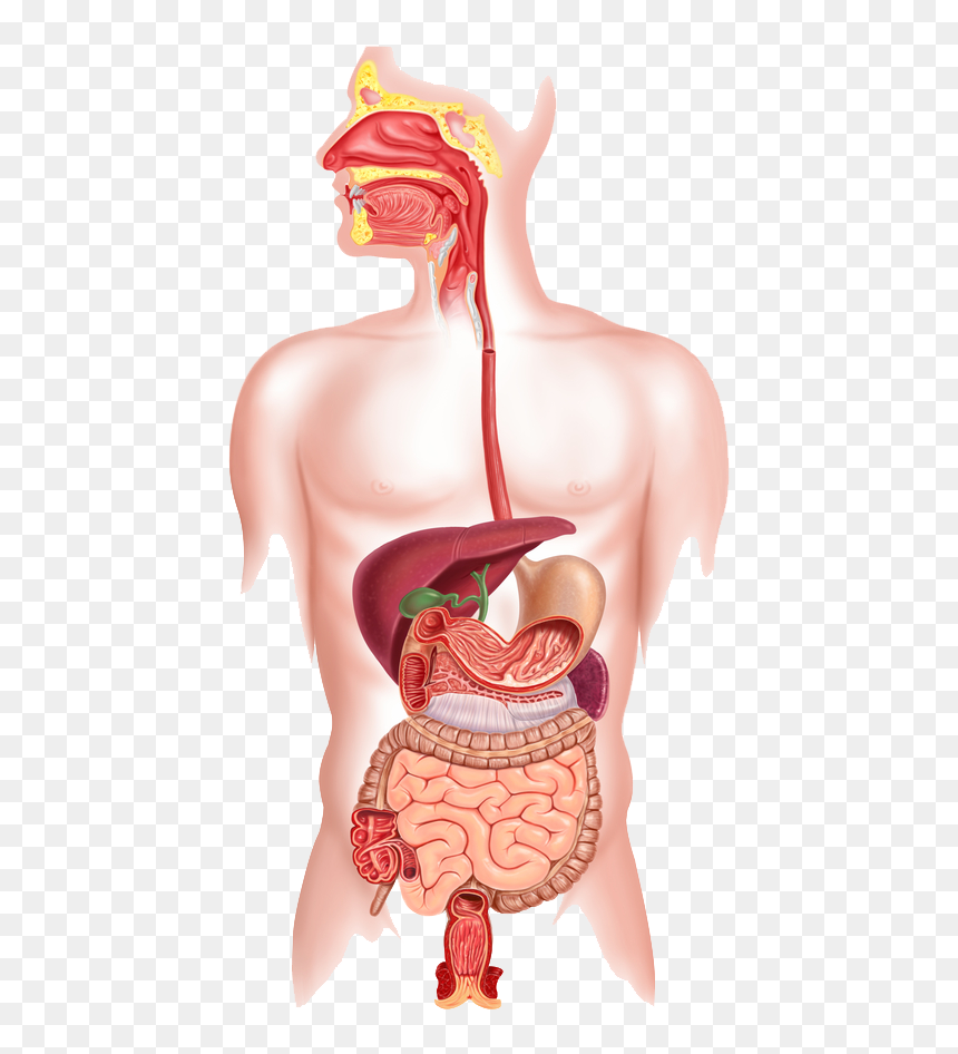 Human Digestive System Png - Happens If You Swallow Chewing Gum, Transparent Png - digestive system png