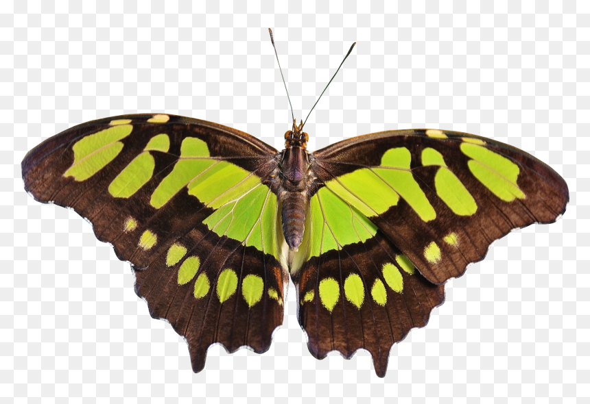 Green Butterfly No Background, HD Png Download - butterfly png images