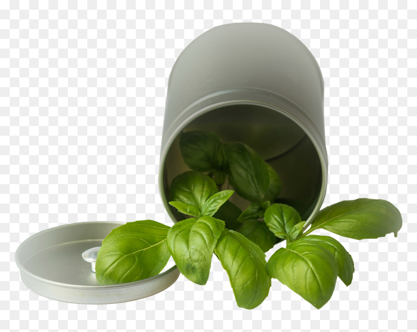 Basil Pot Png, Transparent Png - basil png