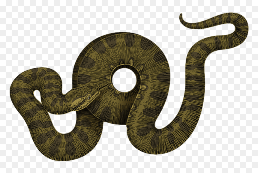 Portable Network Graphics, HD Png Download - anaconda png