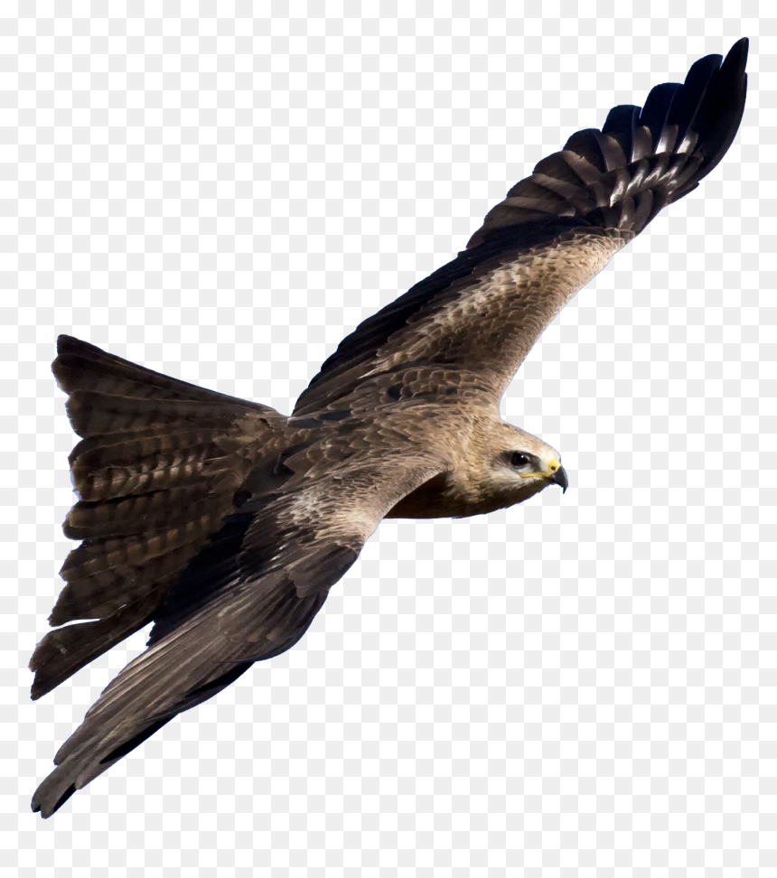 0 Bird Png , Png Download - Kite Bird Png, Transparent Png - phoenix bird png