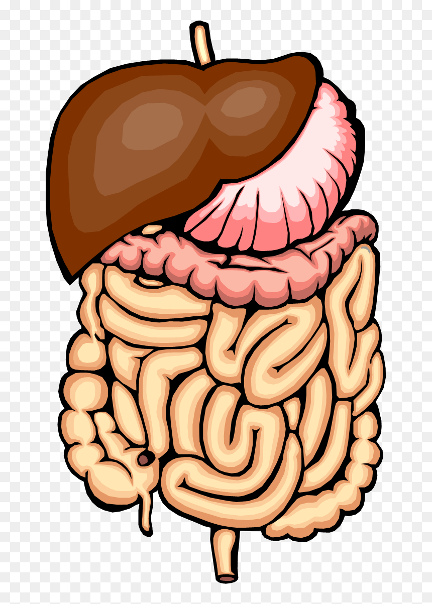 Digestive System Clip Art - Digestive System No Parts, HD Png Download - digestive system png