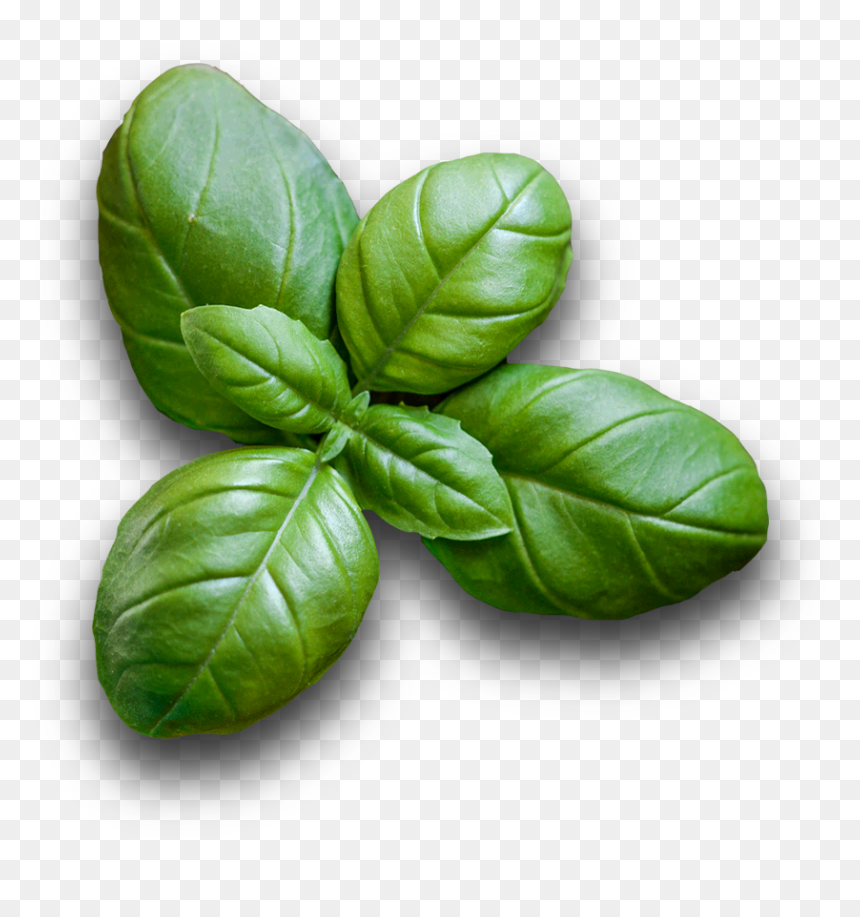 Basil , Png Download - Basil Png, Transparent Png - basil png
