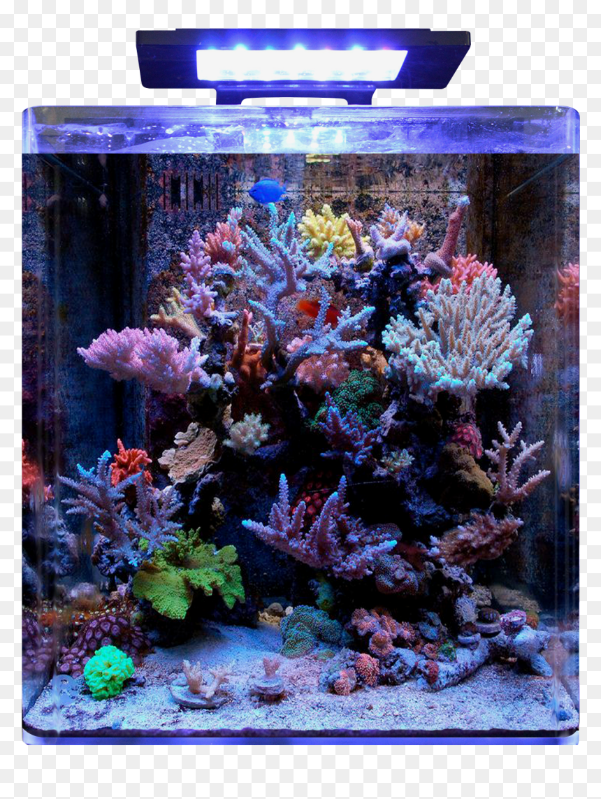 Blue Marine Reef 60, HD Png Download - reef png