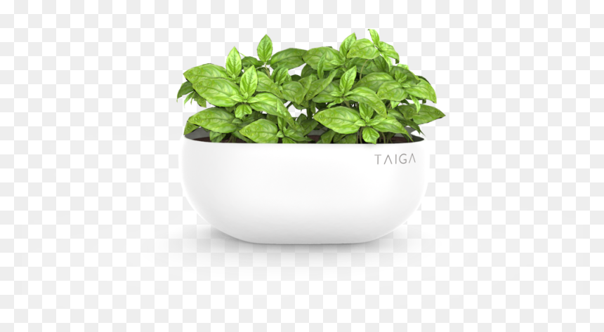 Basil Pot , Png Download - Basil Pot Png, Transparent Png - basil png