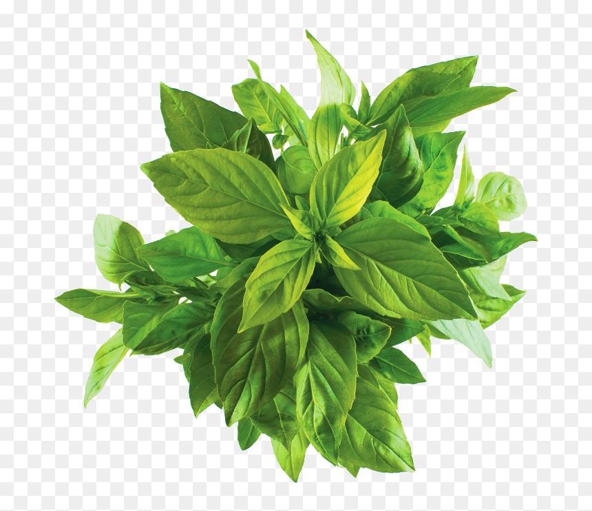 Houseplant, HD Png Download - basil png