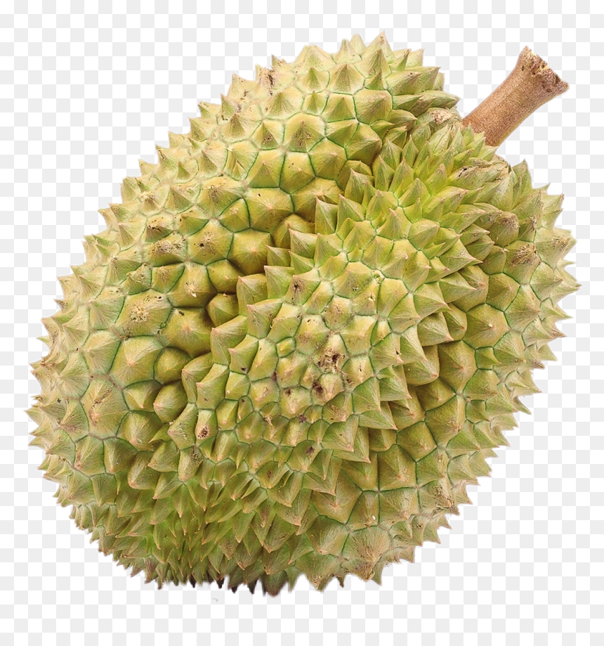 Durian , Png Download - Fruits That People Don T Like, Transparent Png - durian png