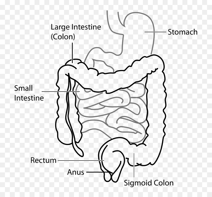Large Intestine And Small Intestine Diagram, HD Png Download - digestive system png
