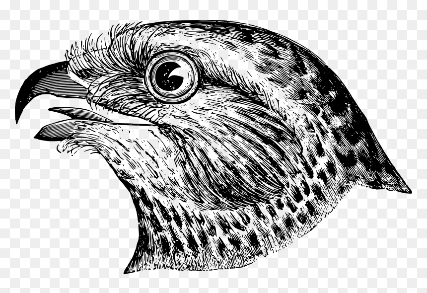 Bird"s Head Clip Arts - Bird Head Line Art, HD Png Download - phoenix bird png