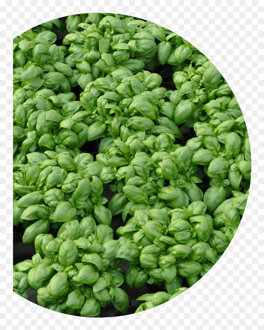 Basilico Sm4-50 - Green Bell Pepper, HD Png Download - basil png