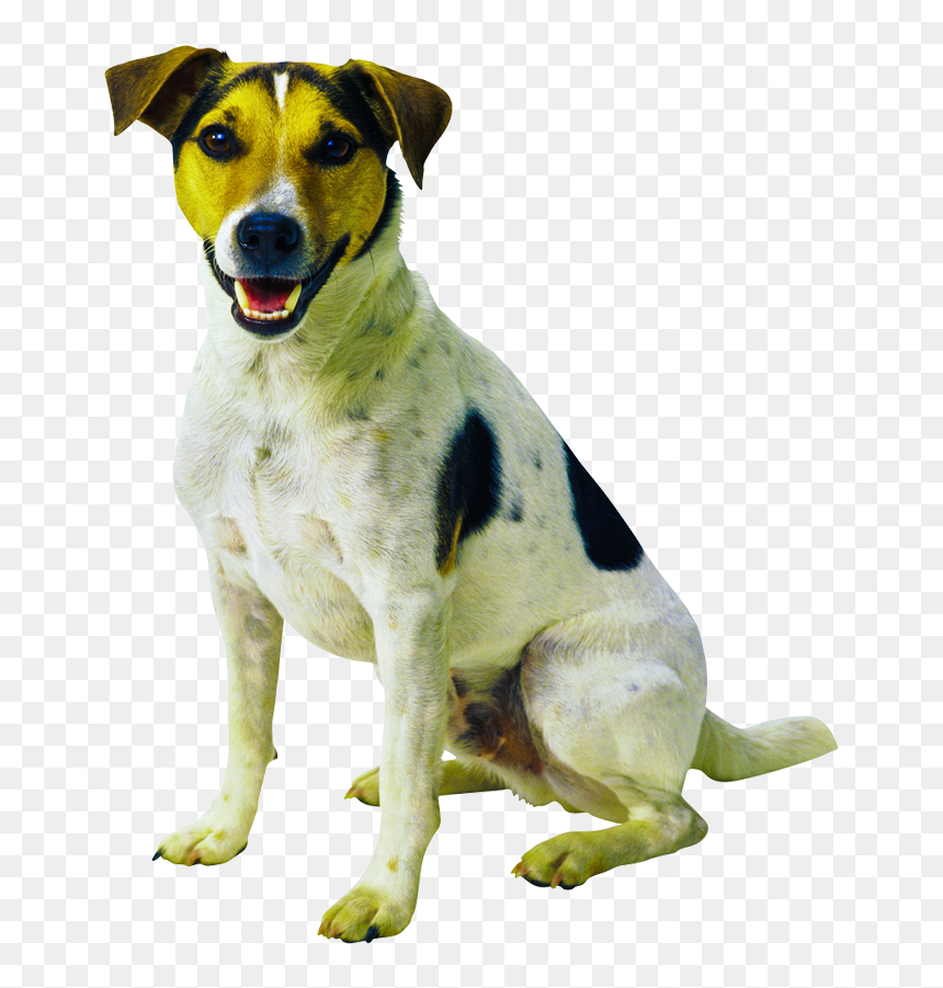 Animals Clipart Png,cartoon Animals Png,cute Animal - Sitting Dog Transparent Background, Png Download - cartoon animals png