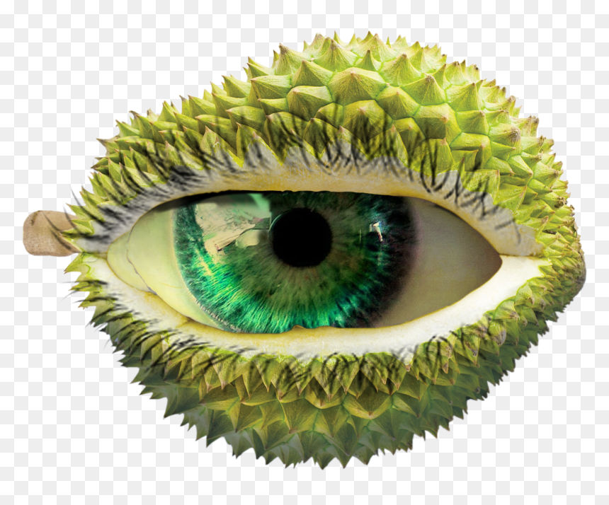 Durian Png , Png Download - Close-up, Transparent Png - durian png