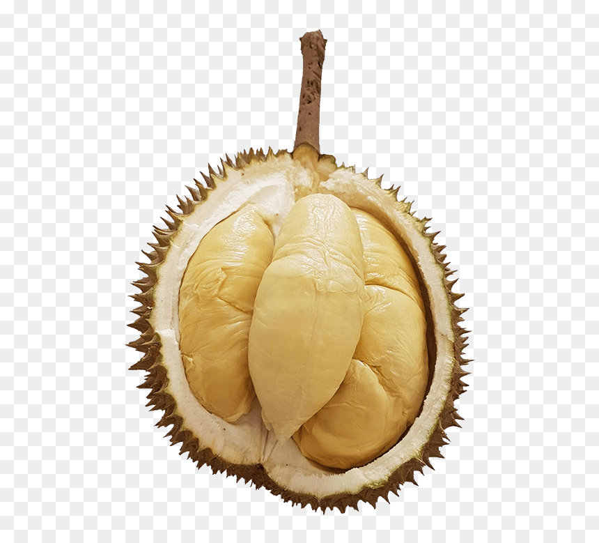 Transparent Durian Png - Halal Logo In New Zealand, Png Download - durian png