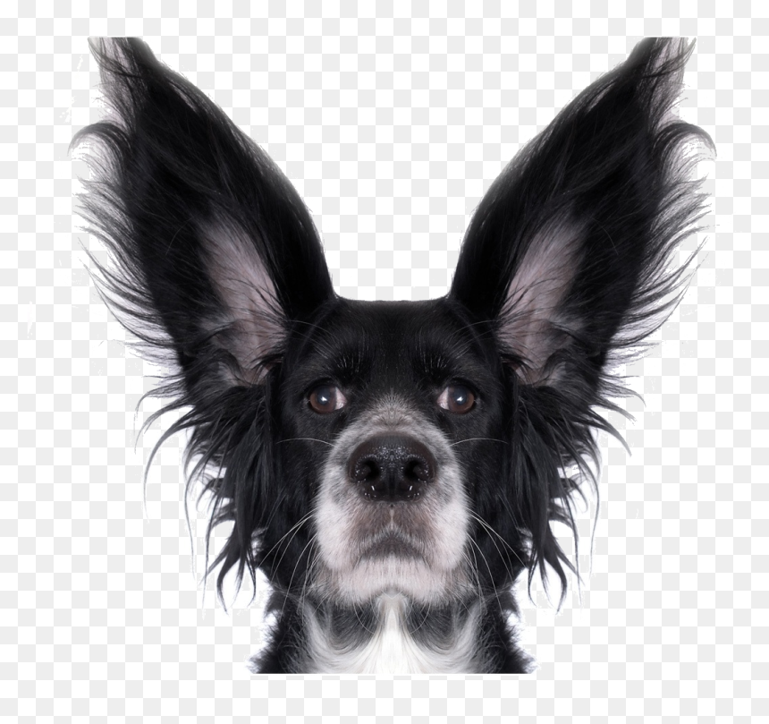 Hd Funny Animal Png - Funny Dog Png Transparent, Png Download - funny dog png