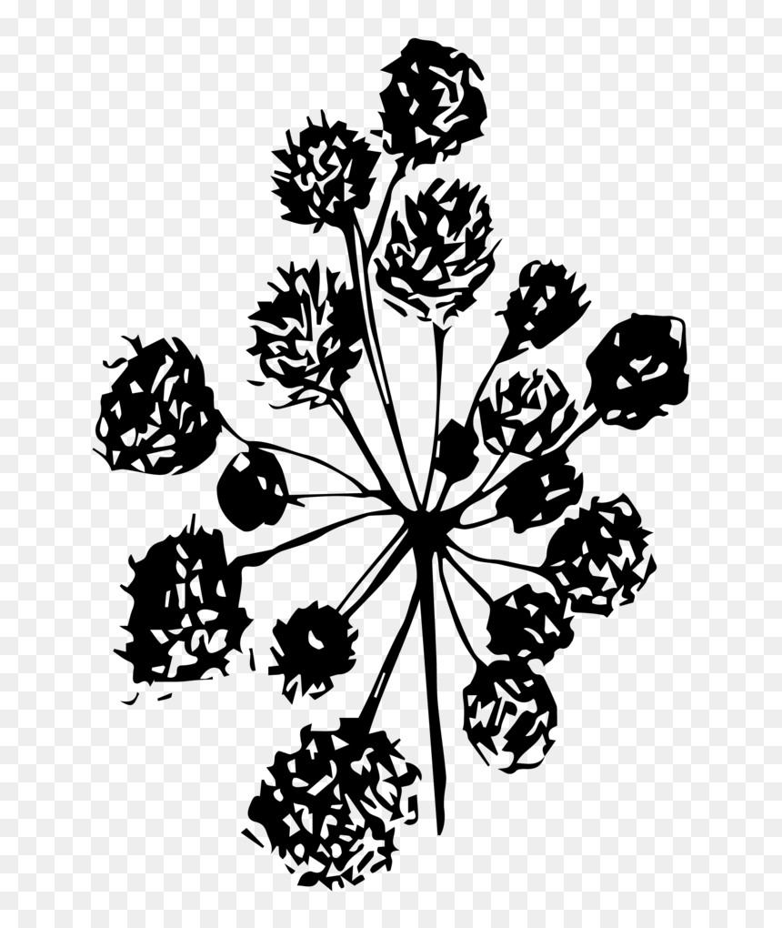 Angelica - Illustration, HD Png Download - digestive system png