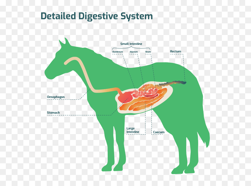 Detailed Digestive System - Stallion, HD Png Download - digestive system png