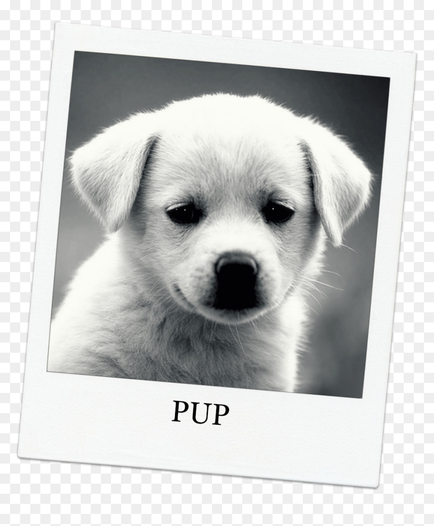 Funny Puppy Dog Picture And Wallpaper - Dog Quotes, HD Png Download - funny dog png