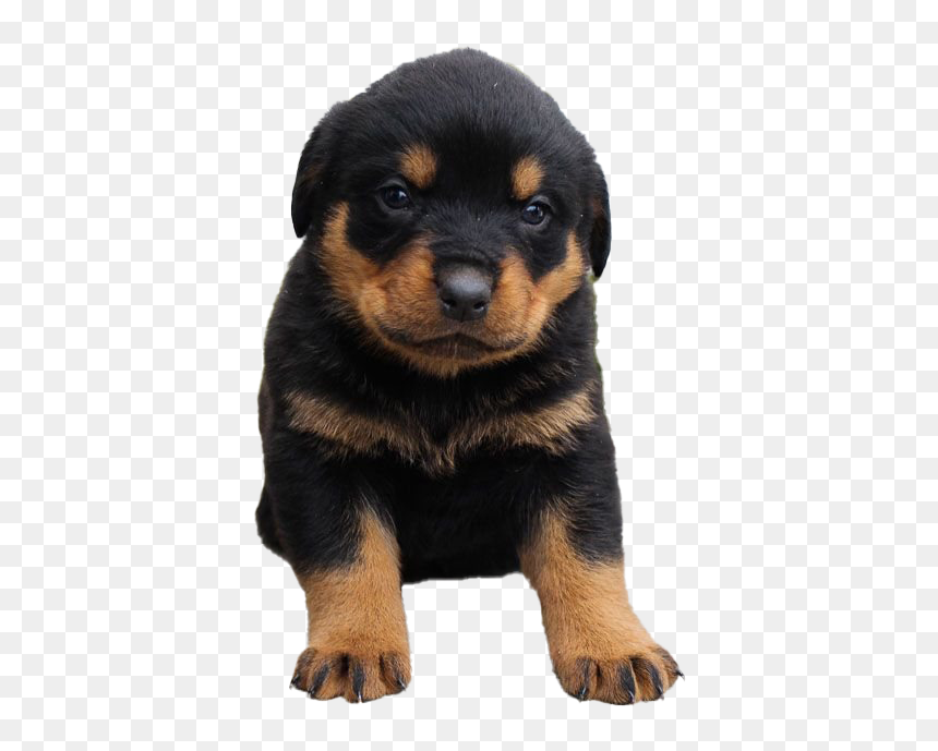 Rottweiler Puppy - Rottweiler Puppies, HD Png Download - rottweiler png