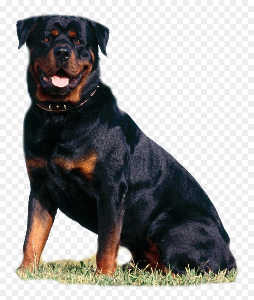 Transparent Rottweiler Png - Rottweiler Png, Png Download - rottweiler png
