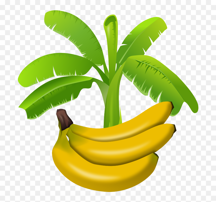 Colourful Banana Plant With Fruits Below Graphics - Planta De Banano Vector, HD Png Download - banana tree png