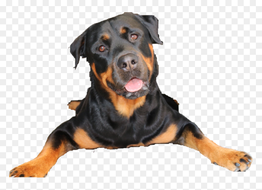 Transparent Rottweiler Png - Dog, Png Download - rottweiler png