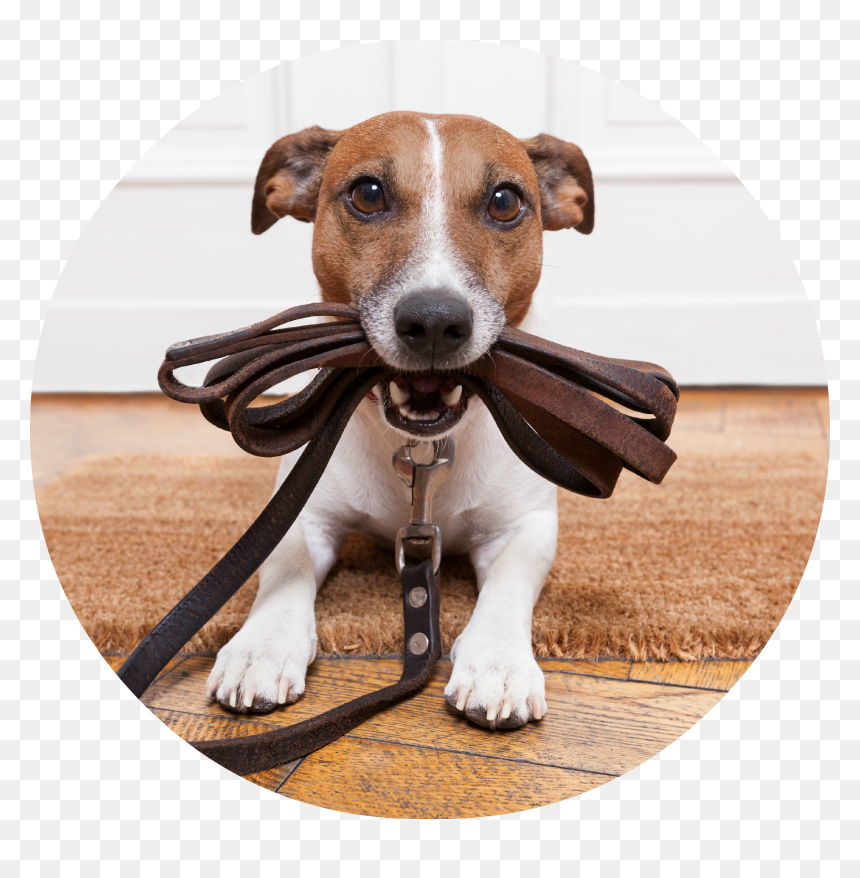 Dog Walking Service, HD Png Download - funny dog png