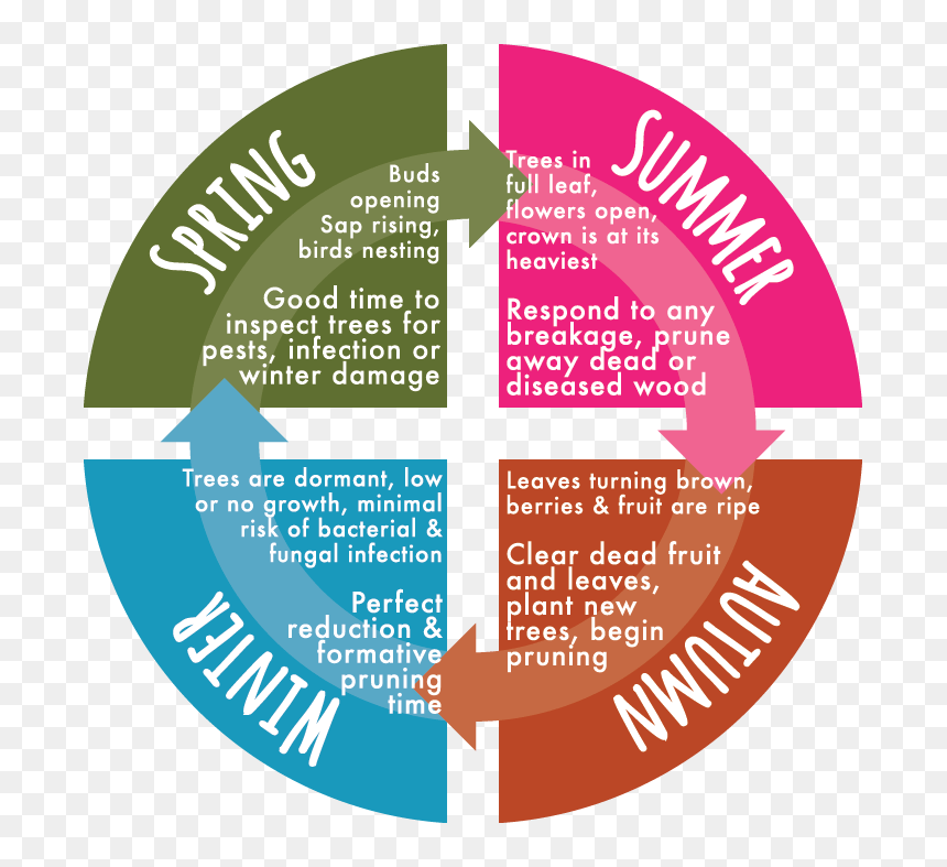 Circle, HD Png Download - trees in plan png
