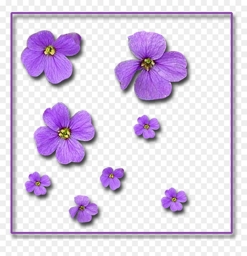 Single-flowers 1,200×1,200 Pixels - Viola, HD Png Download - single flower png