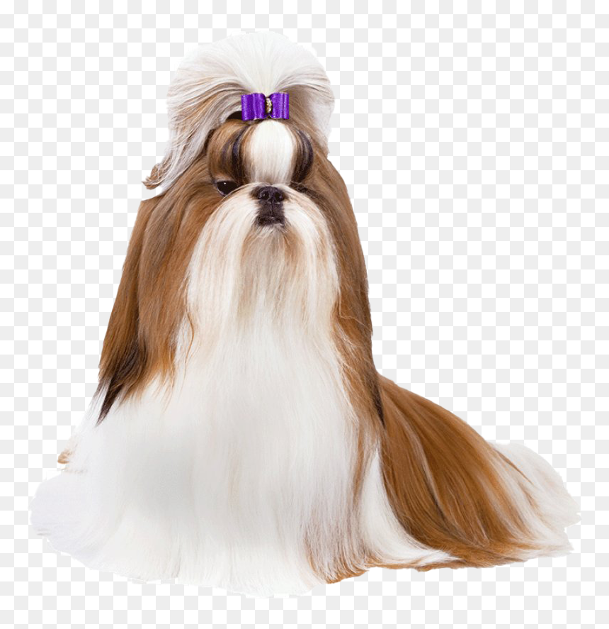 Cute Shih Tzu Png Transparent Image - Schi Tzu Png, Png Download - shih tzu png