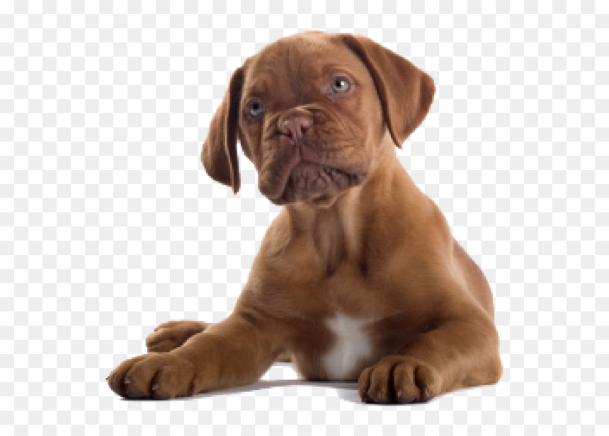 Dog Clipart Png - French Bullmastiff, Transparent Png - puppy clipart png